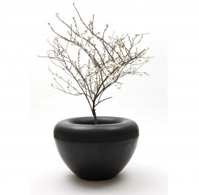 Scoop Black