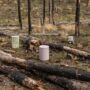 Requiem For a Tree by 3_9th of Und.Studio (@und.studio) collective